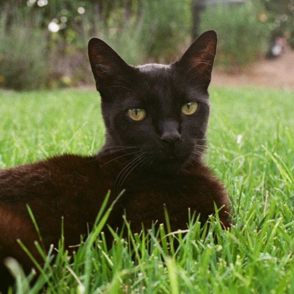 Meet your Posher, Lyla